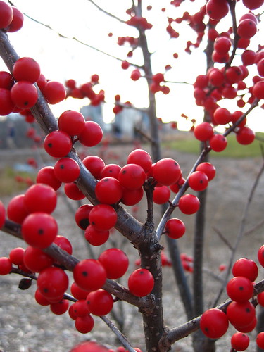 Winterberry with a View of Rosslyn
