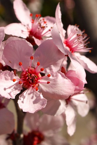 Cherry Blossoms at Balboa Park, Los Angeles, CA
