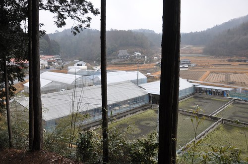 Takigawa Koi Farm