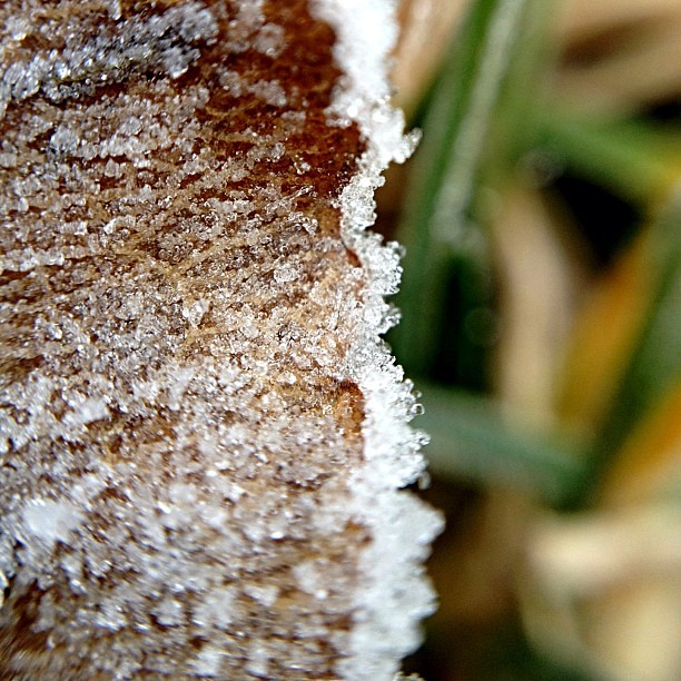 37/365+1 Hoar Frost Morning #frost #olloclip #macro