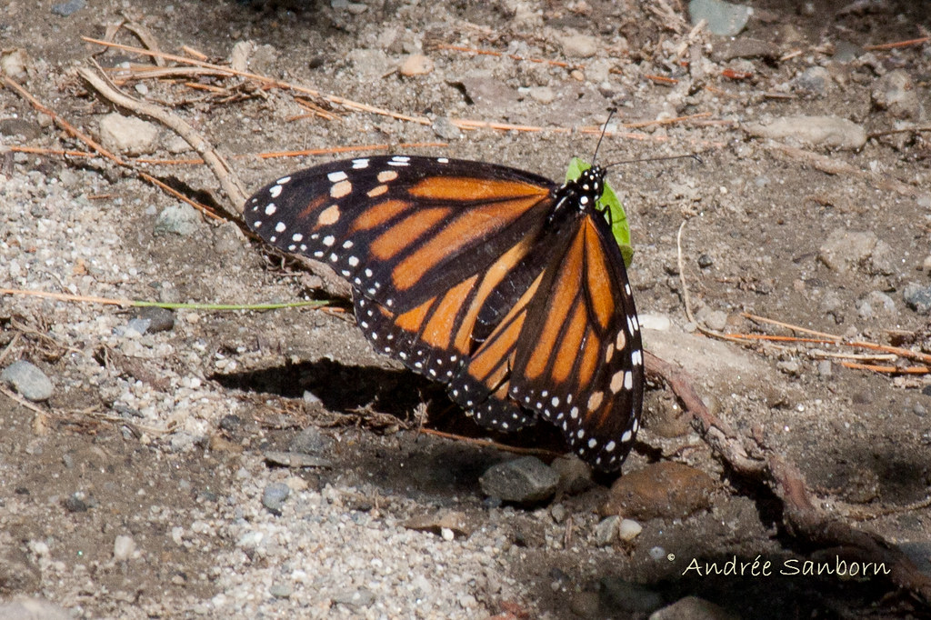 Monarch Butterfly (Danaus plexippus)-2.jpg