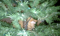 Cosmo in the Tree