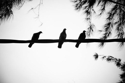 bird said : you are not alone