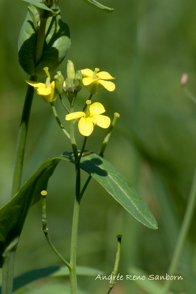 Field Mustard (Rape Mustard) (Brassica rapa)-2.jpg