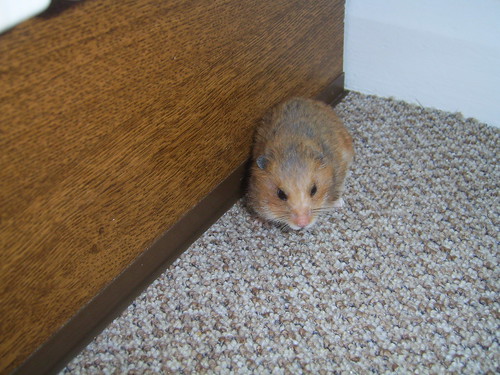 181211 Hamster in Kitchen
