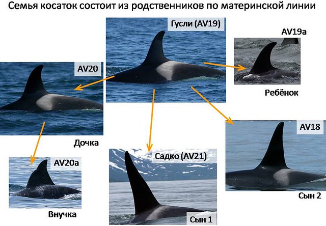 Russian Orcas Homepage