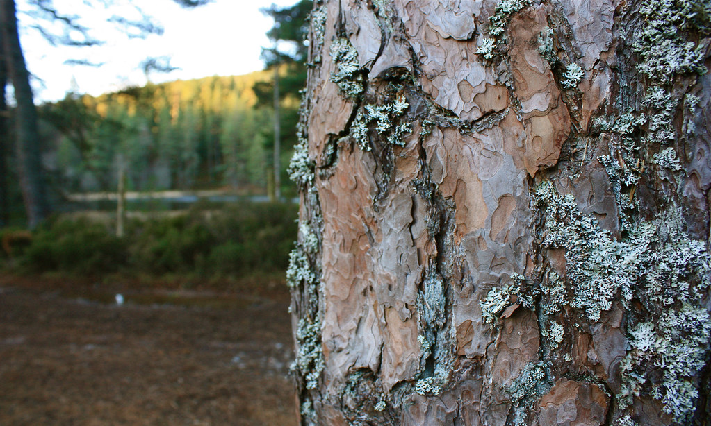 Bark and Lichen