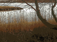 Toward Salem (Digital Woodcut) by randubnick