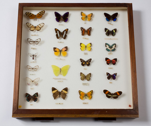Butterfly specimen board