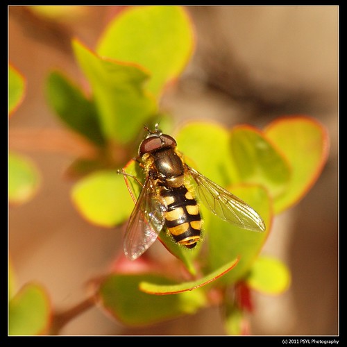 Unknown Syrphid Fly (Family Syrphidae)