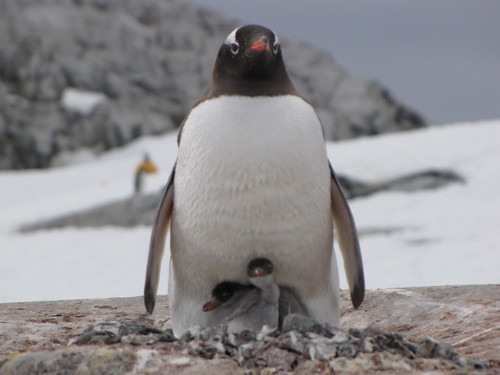Gentoo Penguin & Babies by polarexplorer