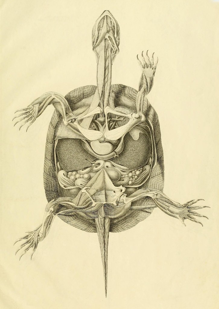 Anatome testudinis Europaeae 6