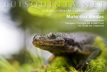 Salamandra de costelas salientes :: Costa da Caparica
