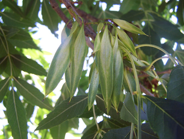Fraxinus-angustifolia-fruto