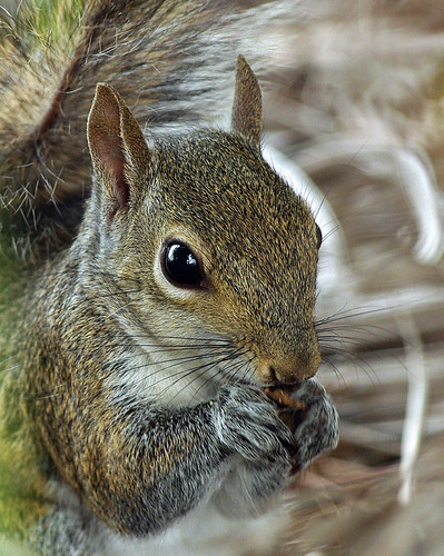 Squirrel Closeup by masaiwarrior