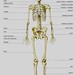 Huesos. Esqueleto (vista anterior)