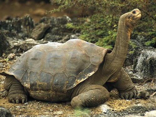 galapagos-tortoise_532_600x450