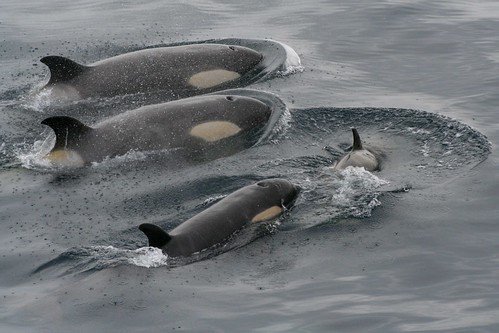 A pod of Orcas near our ship