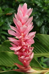 Flowers in Rurutu - Polynesia
