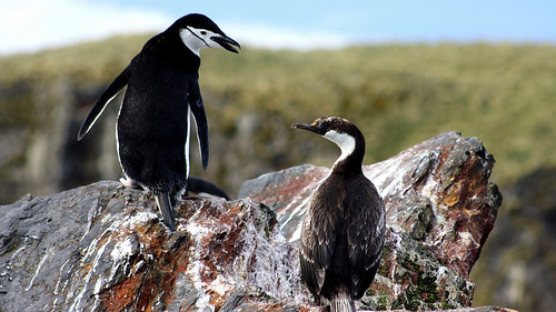 29 November - South Georgia - Cooper bay - Chinstrap penguin and Imperial shag - Manchot jugulaire et Cormoran Impérial. by Jo Sze