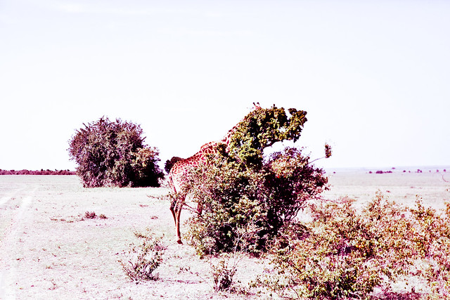 Giraffes (6)