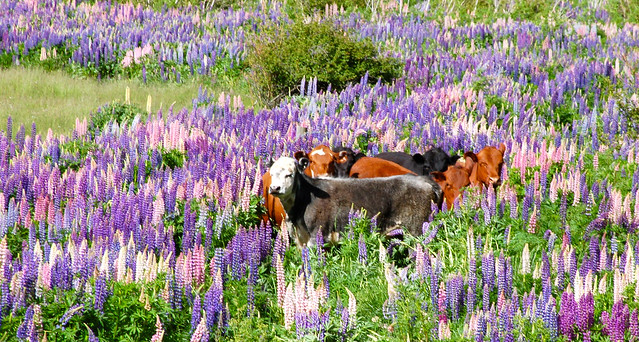 Cows and Lupins