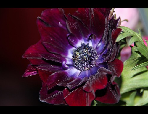 a very dramatic anemone by berber hoving
