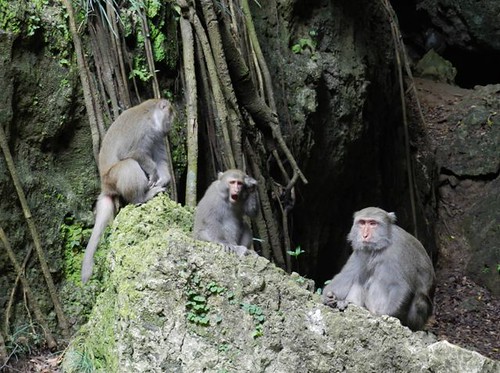 台灣獼猴是壽山最受矚目的精靈，卻因遊客不當餵食，而發展出擾人的行為。（圖片來源：營建署）