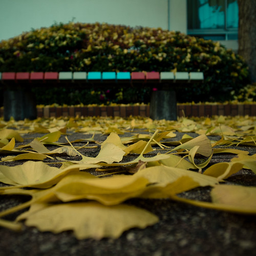 Dusting of Gingko Leaves with Bench-0010221