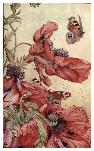 050-Amapolas-News of spring and other nature studies 1917- Ilustrado por Edward J. Detmold
