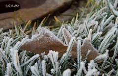 Frost_8371