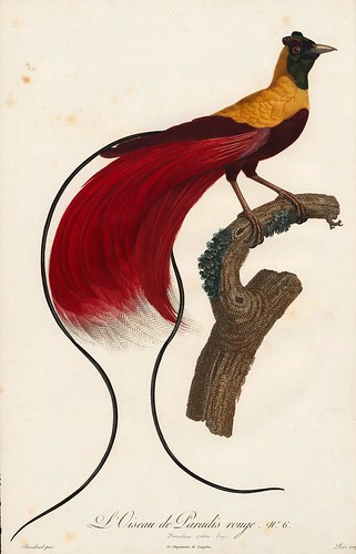 002-Ave del paraiso roja-Histoire naturelle des Oiseaux de paradis et des Rolliers.. 1806-François Levaillant