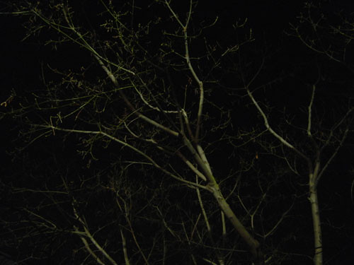 Trees at Night _ 9264
