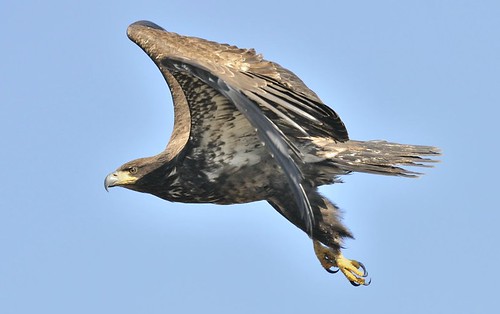 An immature bald eagle flies over the Skagit Wildlife Area near Conway, Wash.
