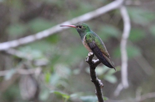 buff bellied hummingbird by ricmcarthur