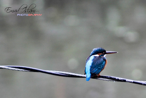মাছরাঙ্গা ( Kingfisher ) by Emad Islam