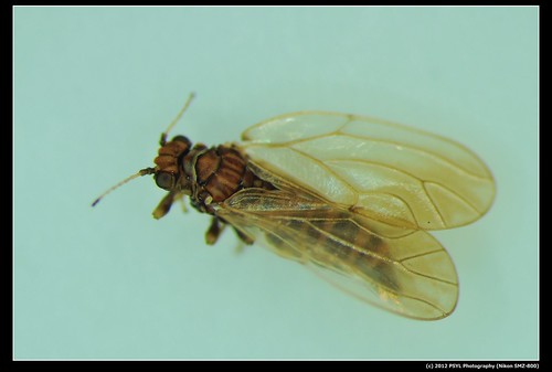 Jumping Plant Lice (Family Psyllidae)