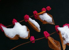 Snowy Berries