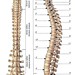 Huesos. Columna vertebral
