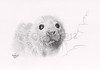 Newborn Grey Seal Pup. Also available to buy as a print.