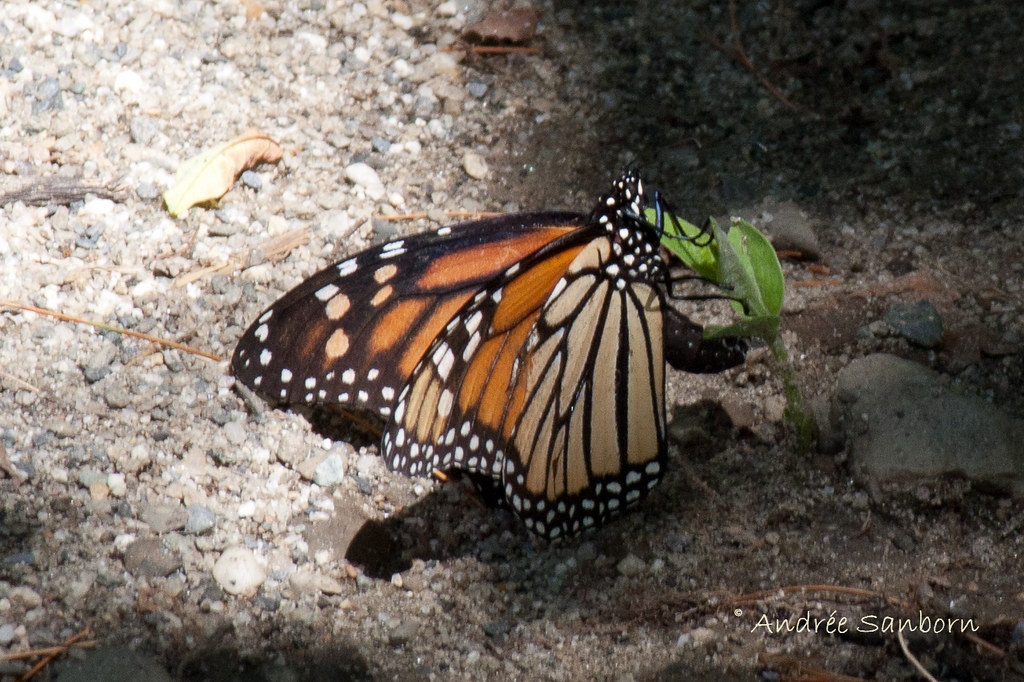 Monarch Butterfly (Danaus plexippus)-8.jpg