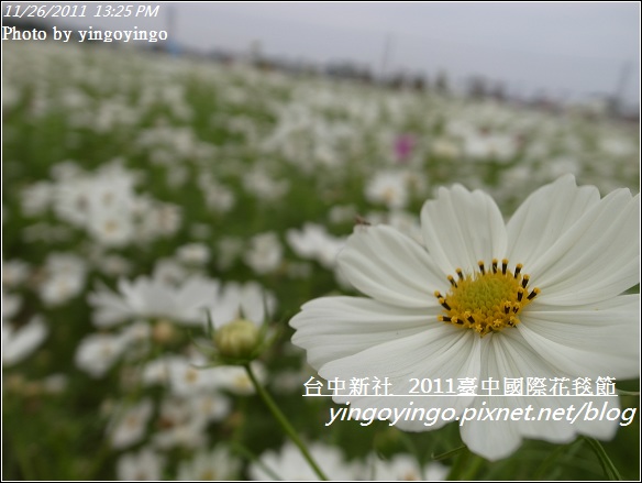 2011臺中國際花毯節20111126_R0044159