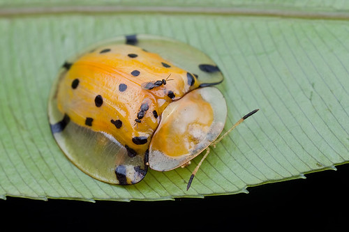 Tortoise beetle, <i>Aspidomorpha miliaris</i>IMG_0888 copy