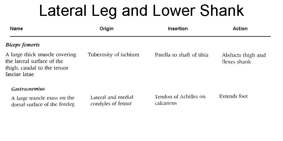 14. Lateral and Lower Leg Muscles OIA