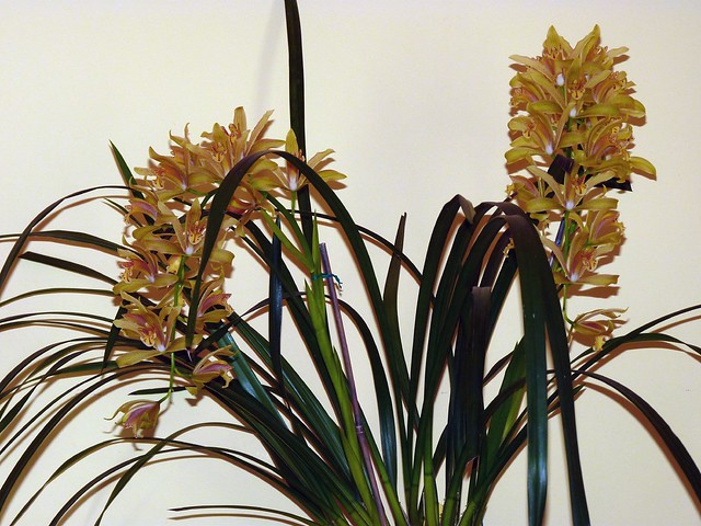 Cymbidium x gammieanum hybrid orchid, first bloom 12-11*