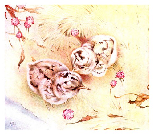 039-El ostrero-The book of baby birds 1912- Ilustrado por Edward Detmold- Hatchi Trust Digital library