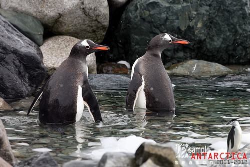 Two Gentoo Penguins returning to the sea. Danco Island (Antarctic Peninsula) by LEXsample