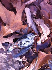  Dead Bird 