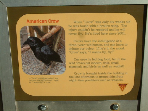 Crow. by Sunshine Gorilla