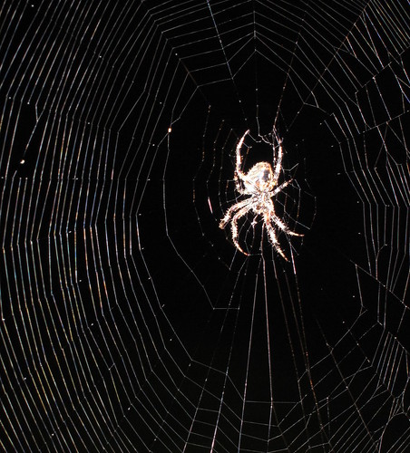 Spider web by Nikolai W.